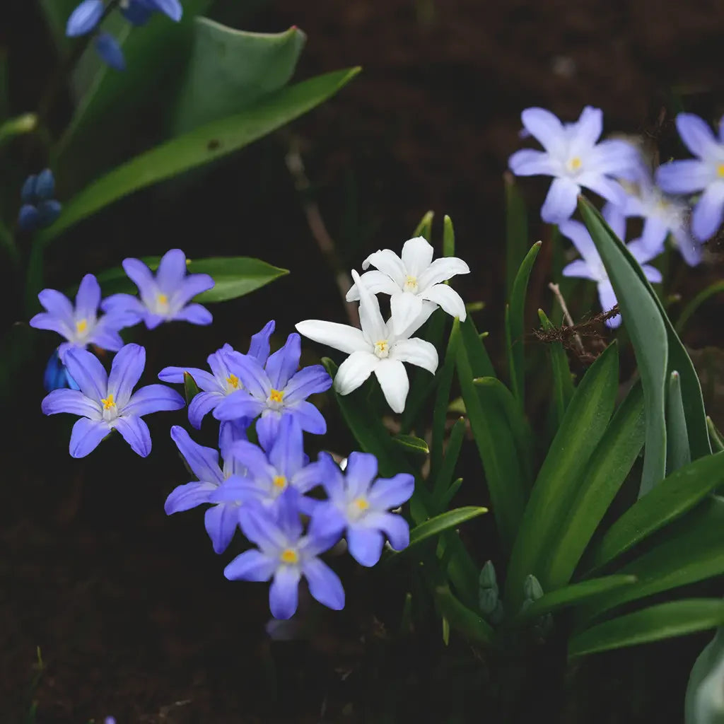 Glory of the Snow / Chionodoxa – Zetas Garden - Online Store