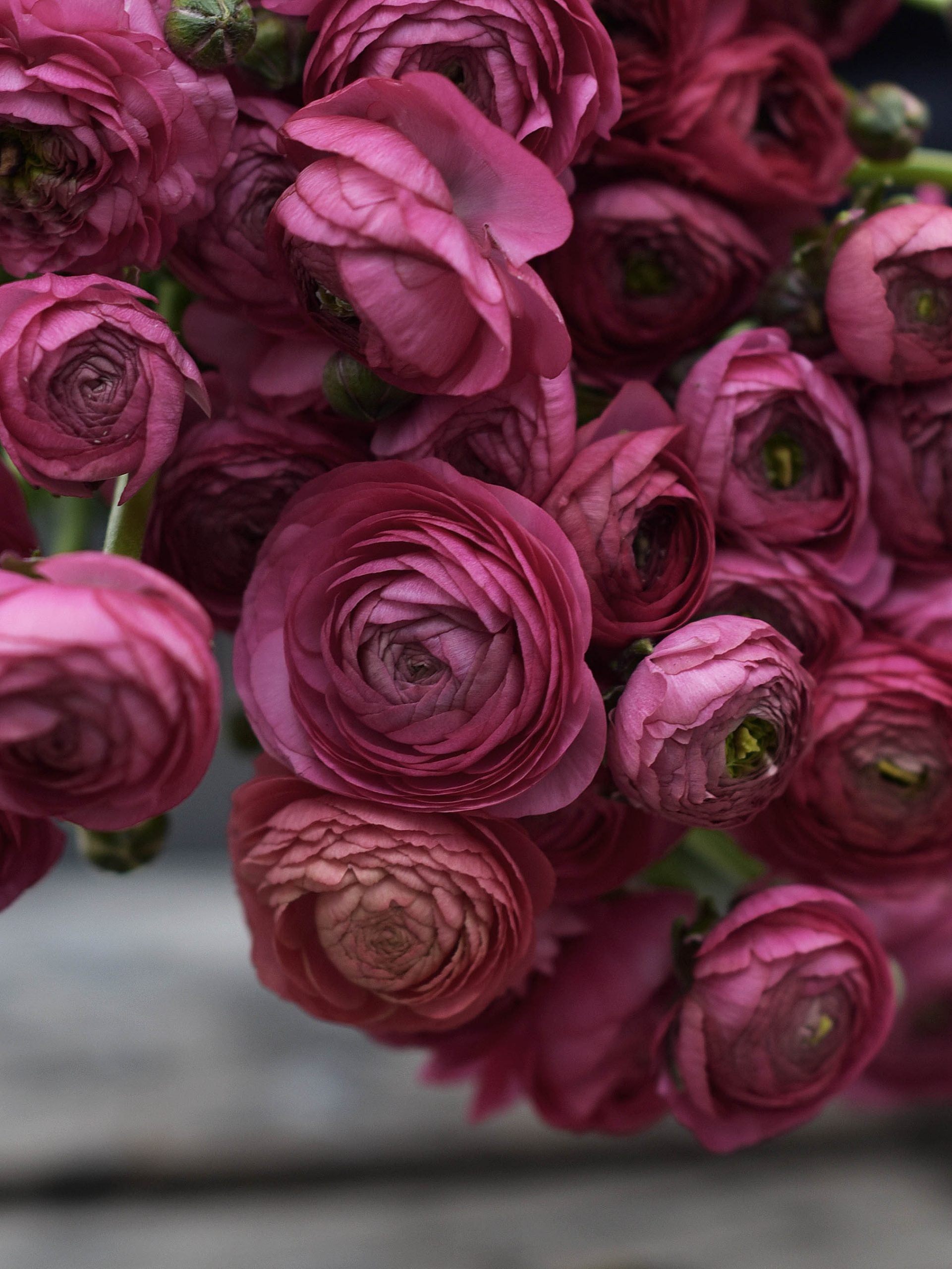 Bouquet Ranunculus 'Rose' – Zetas Garden - Online Store