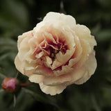 Peony (Itoh) 'Canary Brilliants' – Bare Root