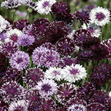 Corn Flower 'Classic Magic'