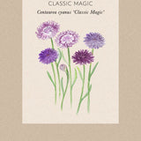 Corn Flower 'Classic Magic'