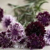 Corn Flower 'Classic Magic'