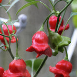 Chili Pepper 'Jamaican Bell'
