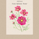 Cosmos 'Xsenia'