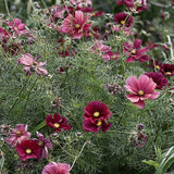 Cosmos 'Xsenia'