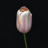 Tulip 'Menton'