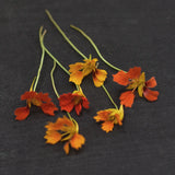 Nasturtium 'Honolulu'