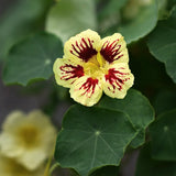Nasturtium 'Orchid Cream'
