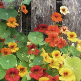 Nasturtium 'Tom Thumb'