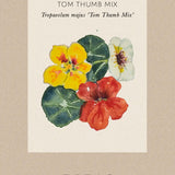 Nasturtium 'Tom Thumb'