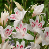 Sword Lily Gladioulus nanus 'Nymph'