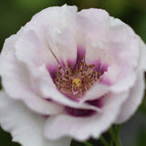 Floribunda Rose 'EYES FOR YOU' ('Pejbigeye') Bare-root
