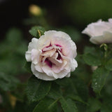 Floribunda Rose 'EYES FOR YOU' ('Pejbigeye') Bare-root