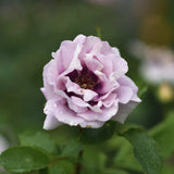 Floribunda Rose 'EYES FOR YOU' ('Pejbigeye') Bare-root
