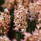 Hyacinth 'Gipsy Queen'