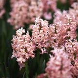 Hyacinth 'Gipsy Queen'