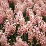 Hyacinth 'Gipsy Queen'