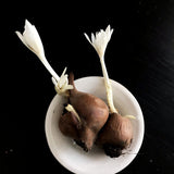 Colchicum 'Alba plenum'
