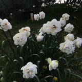 Daffodil 'Acropolis'