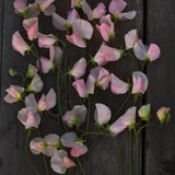 Sweet Pea 'Spring Sunshine Nancy'