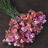 Sweet Pea Mix 'Bruised'