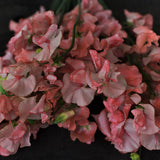 Sweet Pea 'Mars'