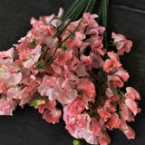Sweet Pea 'Mars'