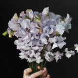 Sweet Pea 'Albutt Blue'