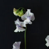 Sweet Pea 'Albutt Blue'