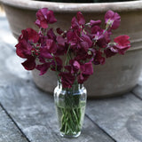 Sweet Pea 'Balmoral'