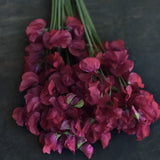 Sweet Pea 'Balmoral'