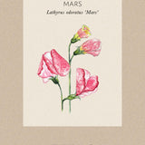 Sweet Pea 'Mars'