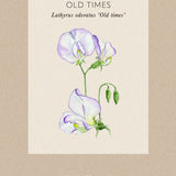 Sweet Pea 'Old Times'