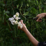 Sweet Pea 'Old Times'