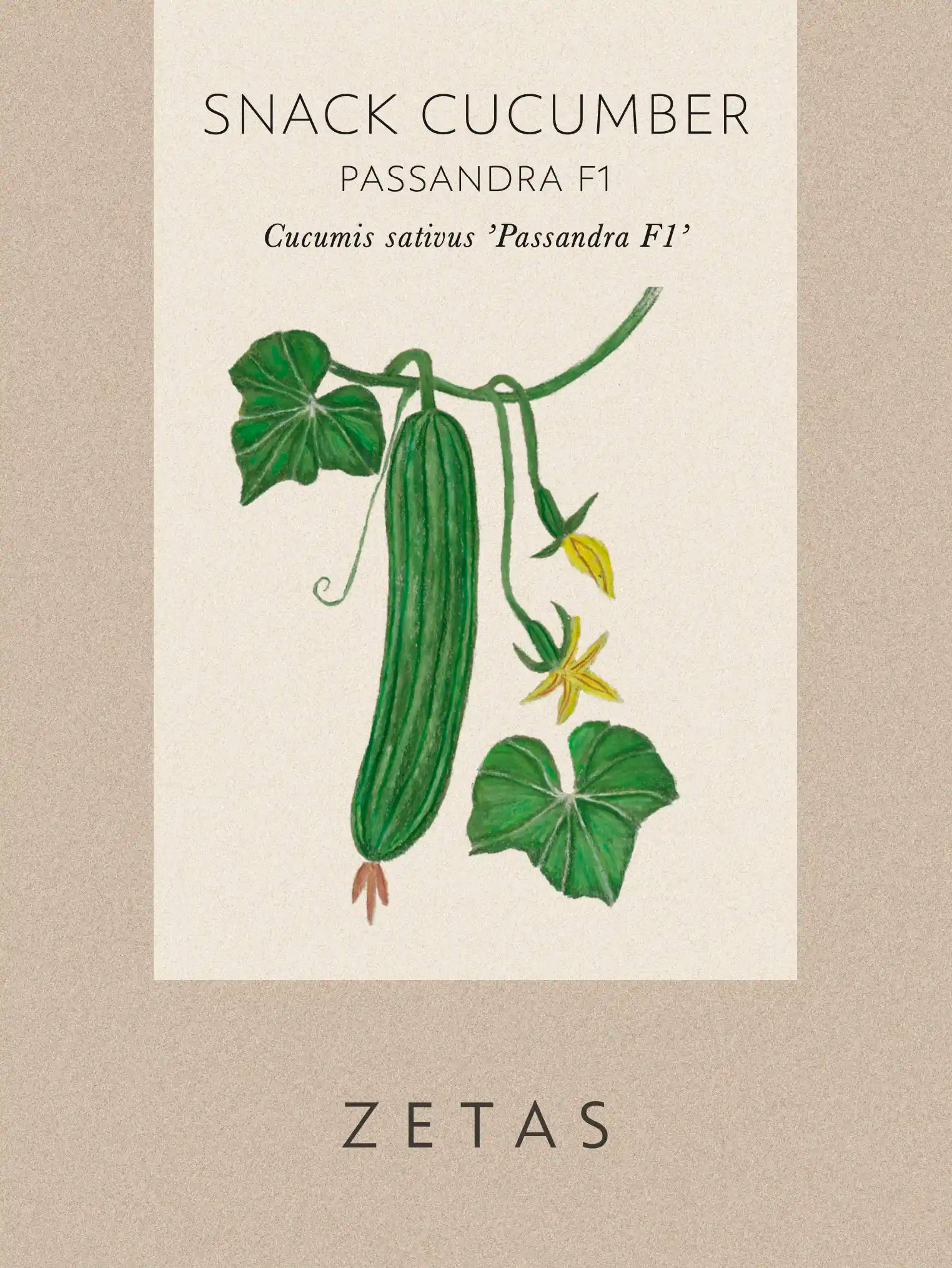 Snack Cucumber 'Passandra' F1 – Zetas Garden - Online Store