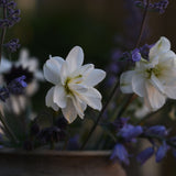 Daffodil 'Albus Plenus Odoratus'