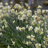 Daffodil 'Bella Estrella'