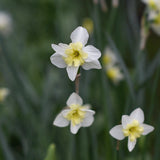Daffodil 'Bella Estrella'