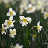 Daffodil 'Bella Estrella'