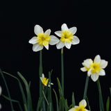 Daffodil 'Bella Estrella'