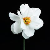 Daffodil 'Double White Actaea'