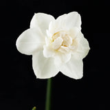 Daffodil 'Snowball'