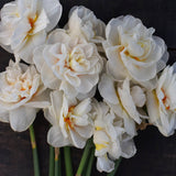 Daffodil 'Acropolis'