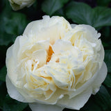 Peony 'Lemon Chiffon' Bare-root