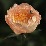 Peony  'King's Day' – Bare Root