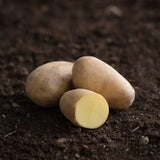 Potatis Connect 1 kg