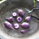 Daikon Radish 'KN BRAVO F1'