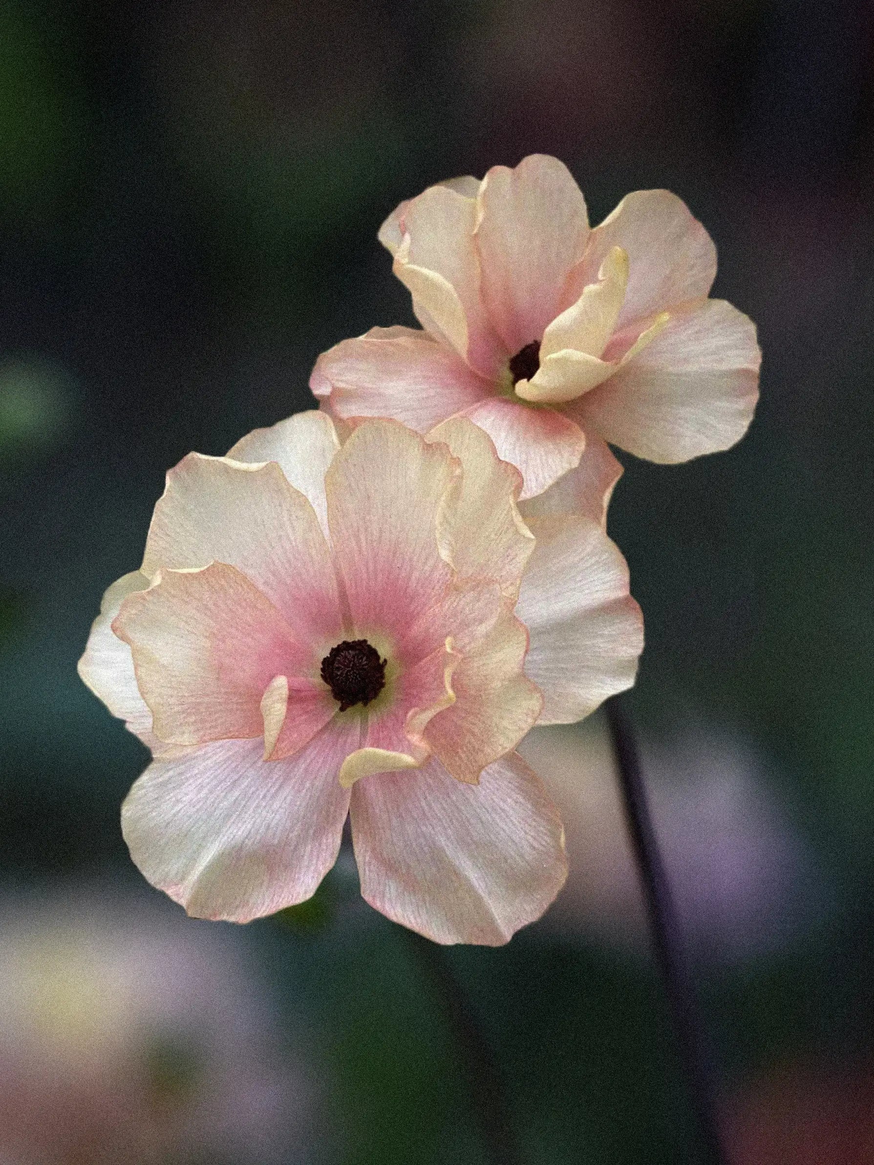 Butterfly Ranunculus 'Butterfly Hestia'® – Zetas Garden - Online Store