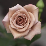 Floribunda Rose 'Koko Loko' Bare-root