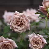 Floribunda Rose 'Koko Loko' Bare-root